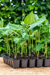 Seedlings in a plastic tray ready to be planted in the garden