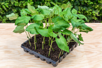 Seedlings in a plastic tray ready to be planted in the garden