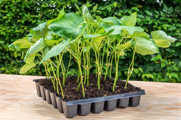 Seedlings in a plastic tray ready to be planted in the garden
