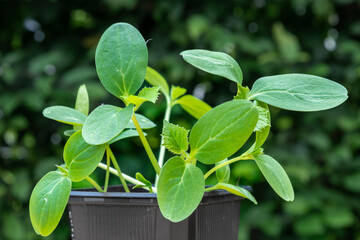 Young cucumber plants in a pot on a workbench before planting