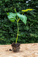 Seeding with root ball on wooden board