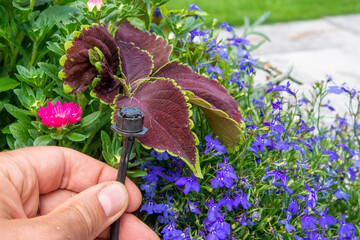 Male hand holding drip irrigation and installing it into the flower pot on garden patio