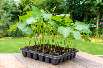 Tray with vegetable seedling on wooden work bench