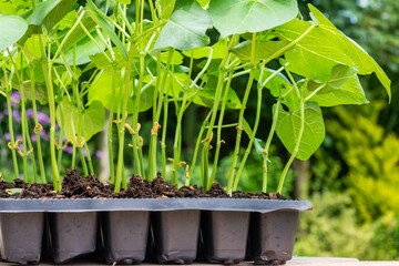 Tray with vegetable seedling on wooden work bench