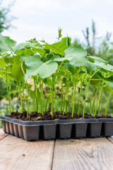 Tray with vegetable seedling on wooden work bench