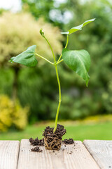 Tray with vegetable seedling on wooden work bench