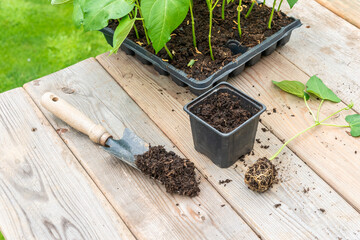 Process of transplanting vegetable seedling into plastic container,  spade filled with potting soil, seedlings in tray sitting on wooden work table