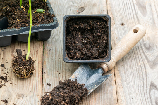 Potting up vegetable seedling into plastic container,  spade filled with potting soil, seedlings in tray sitting on wooden work bench