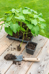 Potting up vegetable seedling into plastic container,  spade filled with potting soil, seedlings in tray sitting on wooden work bench