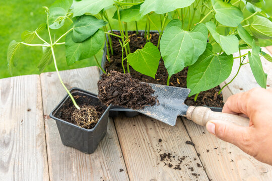 Gardener transplanting young seedling into bigger container