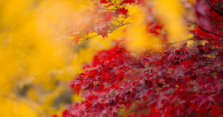 Autumn leaves, gold and red leaves of autumn background. Maple leaves. Colorful autumn leaves....