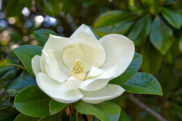 Close-up of beautiful white Magnolia Virginiana L. blossom at tree at public park of Italian City...