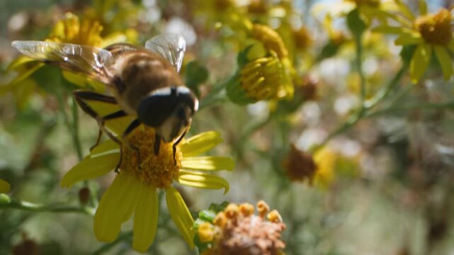 Close-up of hoverfly on yellow wild flower collecting nectar, symbiotic function