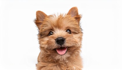 笑顔のノーリッチ・テリアの子犬のポートレート（Portrait of a smiling Norwich Terrier puppy on white background）
