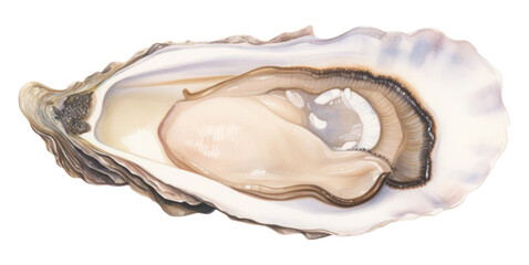 PNG Oyster seafood clam white background invertebrate.