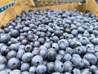 Full frame Close up Background Blueberries, Large Group of Objects. High quality photo