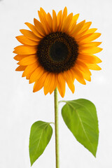 Obraz premium 1 one alone Flower sunflower with stem and green leaves. Isolated on white background.