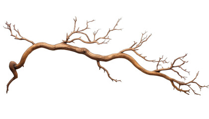 stems hedera helix ivy liana grapes vine branches tropical creeper