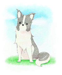 Border collie illustration (watercolor style)