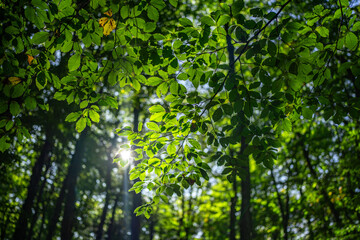 Forest background. Green leaf backdrop. Nature leaf background. Green leaf forest greenery background. Green in forest. Green plants backdrop. Nature leaf on greenery blurred.