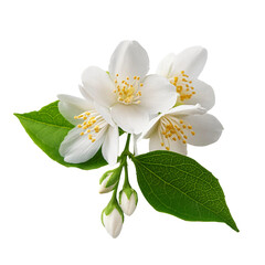 Naklejka premium Fragrant Jasmine Flower PNG