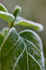 brina su foglia invernale