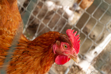gallina ovaiola nel pollaio