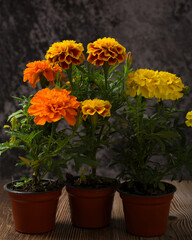 Marigold flower, day of the dead flower. Copy space.