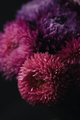 asters to bloom until the very frosts