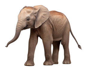 Obraz premium PNG Baby African elephant wildlife animal mammal.