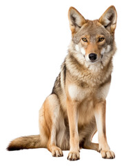 Obraz premium PNG Coyote wolf animal mammal pet.