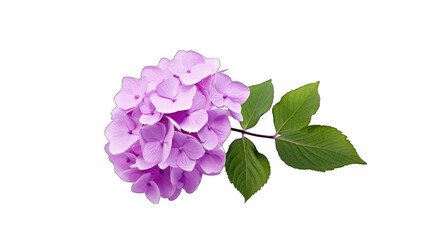 african violet flower isolated on transparent background
