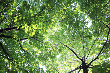 green leaves