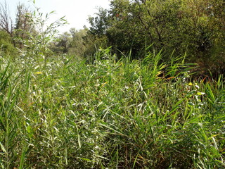 A view from the middle of the coastal thickets at the young trunks of sedges, reeds and flowering vegetation between them.