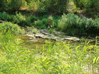 Panorama of the water surface of a steppe river carrying its flow through stones and overgrown sedges.