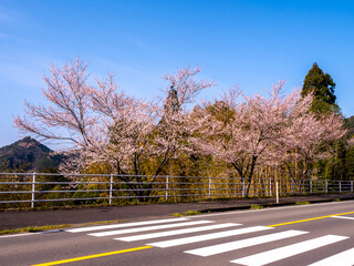 A row of sakura trees in full bloom lines a quiet roadside under a clear blue sky. The delicate pink cherry blossoms contrast beautifully with the vibrant green foliage creating a serene and a scene