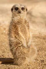 Fototapeta premium Cute meerkat sitting upright in the desert 