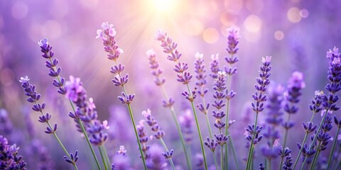 Fototapeta premium Sunlit Lavender Blooms, Soft Purple , Floral , Field , Nature