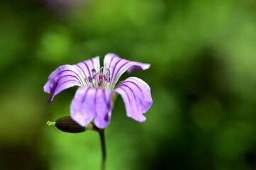 Fototapeta premium Lila Blüte eines Storchenschnabels