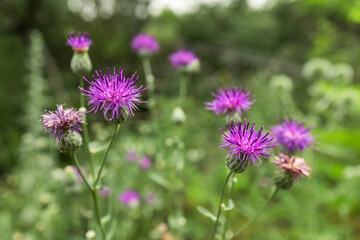 Centaurea scabiosa subsp. apiculata, Centaurea apiculata, Compositae. Wild plant shot in summer.