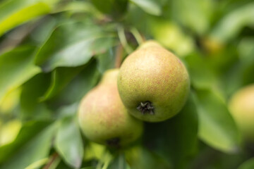 pears growing on a pear tree. pear garden selective focus.