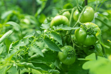 Unripe green tomatoes growing on the garden bed. Tomatoes in the greenhouse with the green fruits.