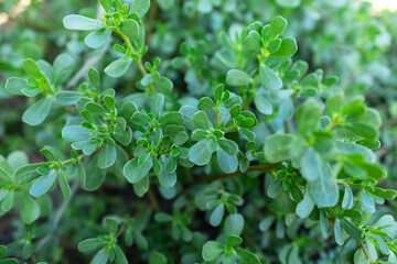 In nature, in the soil, like a weed grows purslane Portulaca oleracea
