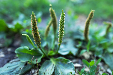 Plantain flowering plant with green leaf. Plantago major leaves and flowers broadleaf plantain,