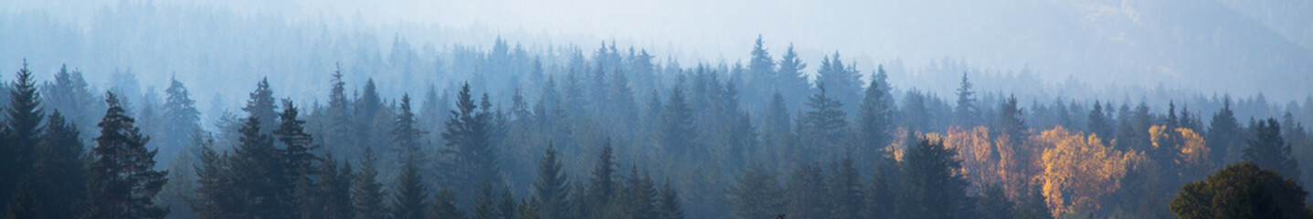 panoramic shot of mysterious misty pine tree forest with yellow spot