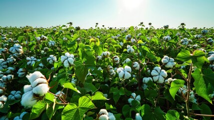 A cotton field under the bright noon sun, showcasing the vibrant green cotton plants densely packed with white bolls.