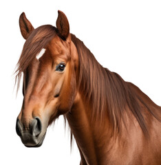 Obraz premium PNG Horse stallion mammal animal.