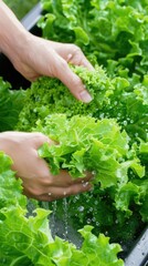 Fresh kale is being rinsed under running water in a kitchen sink, ensuring it is clean and ready for meal preparation