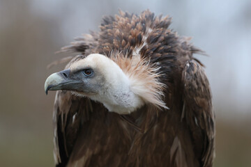 A portrait of a Griffon Vulture
