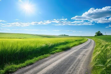 Rural setting with sunny fields of wheat